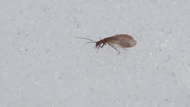 Lacewing on snow