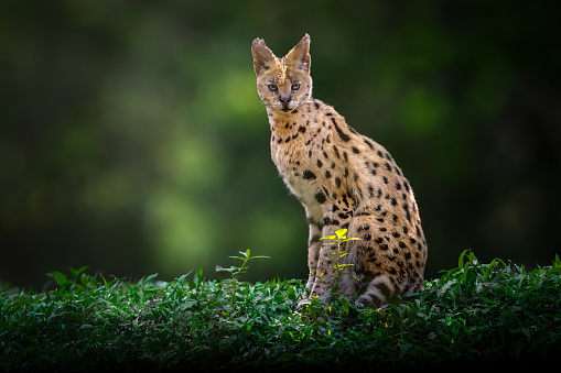 Serval (Leptailurus serval) - African wild cat