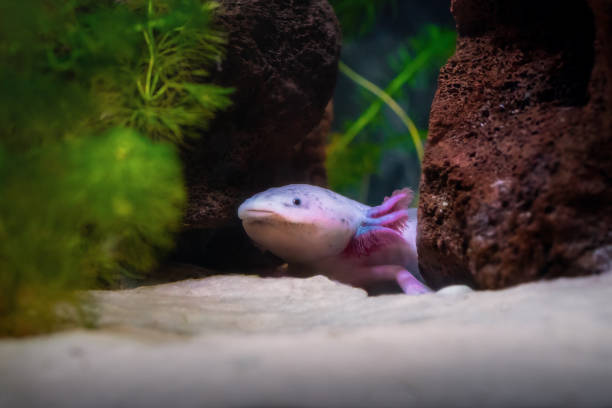 istock Cute Axolotl (Ambystoma mexicanum) - Leucistic Salamander 2030622005