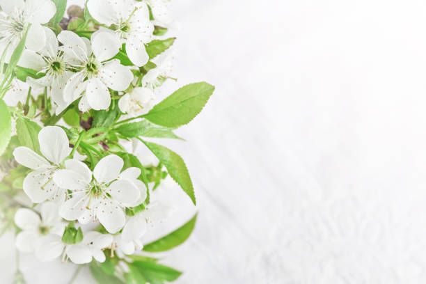 istock Spring Easter background. Passover blooming white apple or cherry blossom on white wooden background. Happy Passover background. World environment day. Easter, Birthday, womens day holiday. Mock up. 2030625238