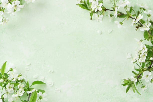 istock Spring Easter background. Passover blooming white apple or cherry blossom on green background. Happy Passover background. World environment day. Easter, Birthday, womens day holiday. Top view Mock up. 2030625825