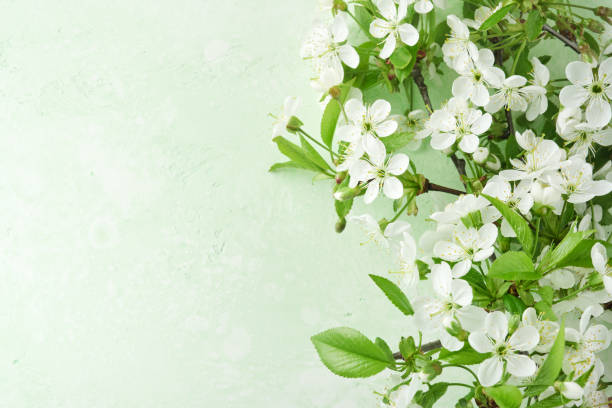 istock Spring Easter background. Passover blooming white apple or cherry blossom on green background. Happy Passover background. World environment day. Easter, Birthday, womens day holiday. Top view Mock up. 2030625826