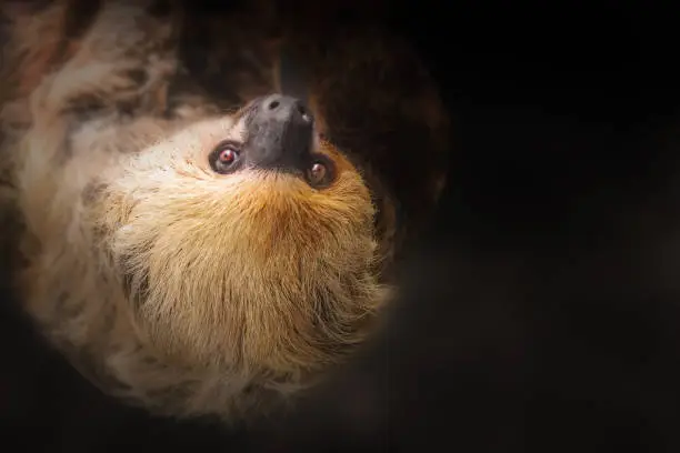Linnaeus's Two-toed Sloth (Choloepus didactylus)