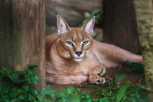 Wild caracal cat licking its mouth, in a cage at a sanctuary in California in California