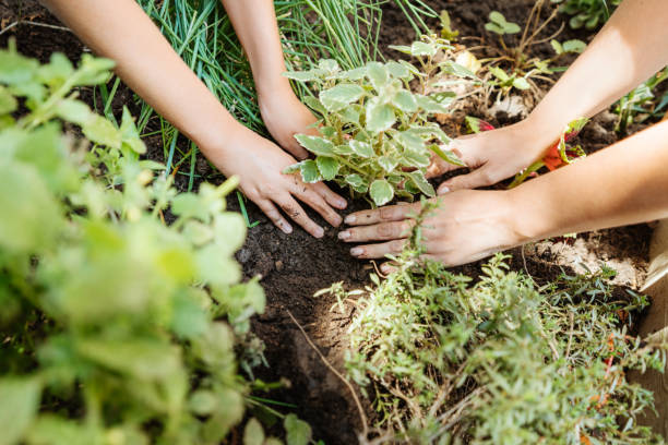 Planting Young Seedlings in a Garden, Teamwork and Growth stock photo