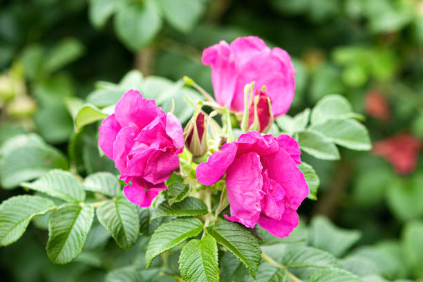 Closeup wild red roses in bloom with green leaves in the background during the summer on Desert Island Maine, Acadia National Park, USA.