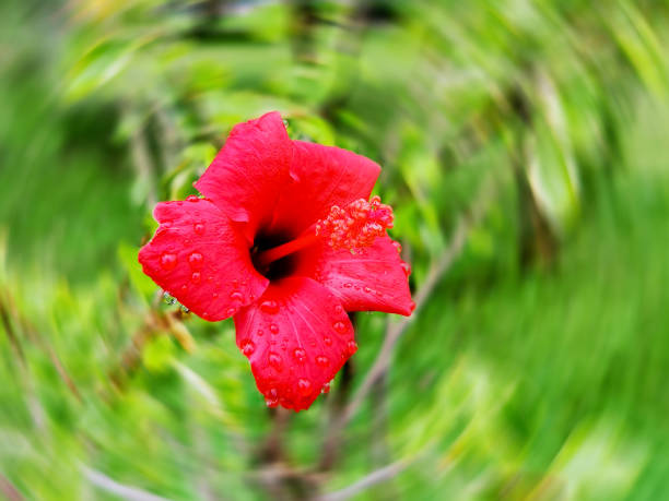 Bright red hibiscus flower on blurred green background