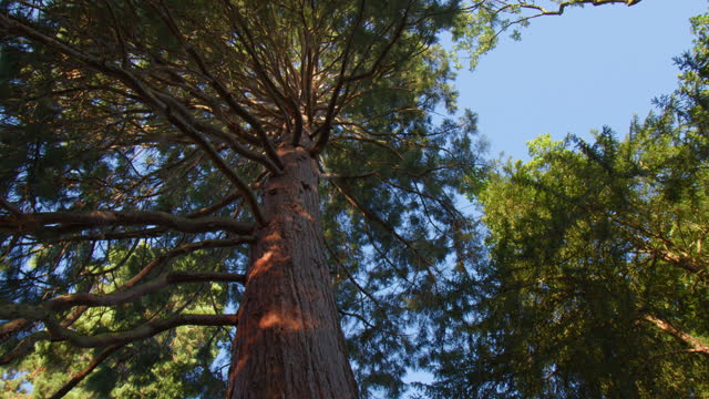 Looking Up At Giant Redwood Tree In The Forest In Baden-Baden, Germany. low angle, tilt-up shot