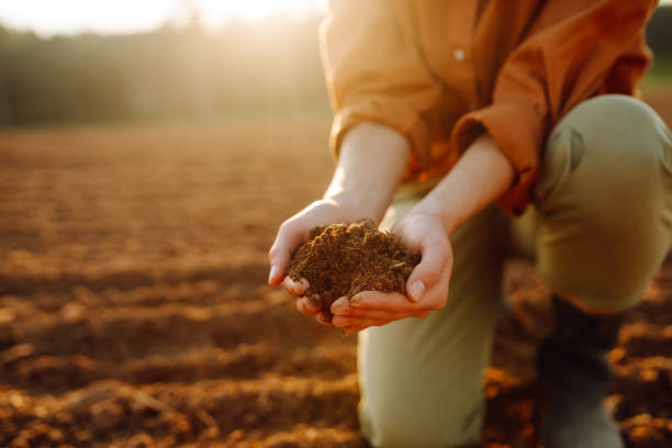 istock Farmer holding soil in hands close-up. 2030648247