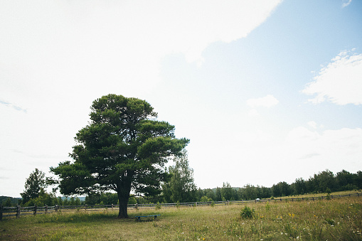 A majestic tree stands tall in the center of a vast grassland, under the open sky with fluffy cumulus clouds floating by, creating a serene natural landscape