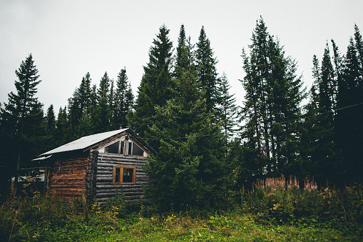 A quaint wooden cabin nestled in the heart of a lush forest, surrounded by towering trees and vibrant green grass, under a clear blue sky