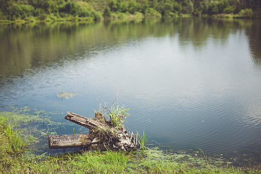 A log is peacefully floating in the middle of a pristine lake, surrounded by lush terrestrial plants and green grass on the banks of the lacustrine plain