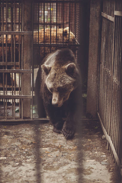 istock a brown bear is walking out of a cage 2030652959