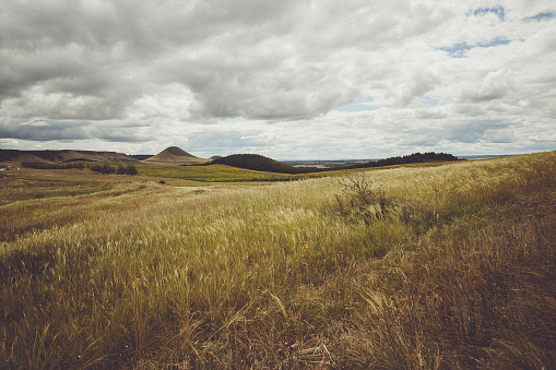 A natural landscape of tall grass swaying in the wind, under a cloudy sky with cumulus clouds hovering on the horizon