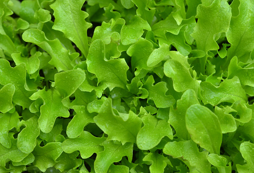 Closeup of lettuce growing in a backyard vegetable garden after a light rain.