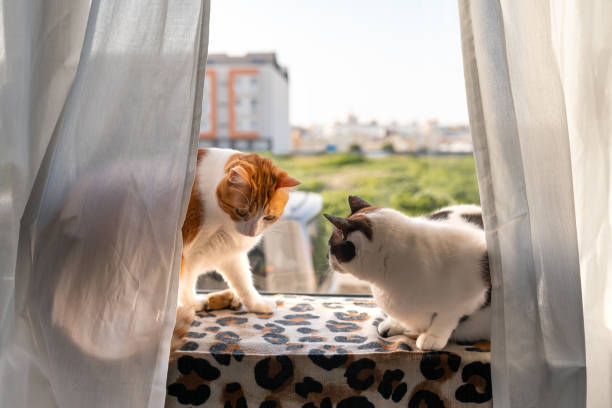 istock two domestic cats interact by the window at sunset 2030658831