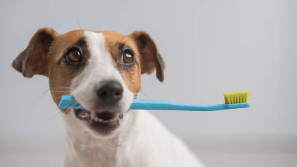 istock Jack Russell Terrier dog holding a blue toothbrush on a white background. 2030665297
