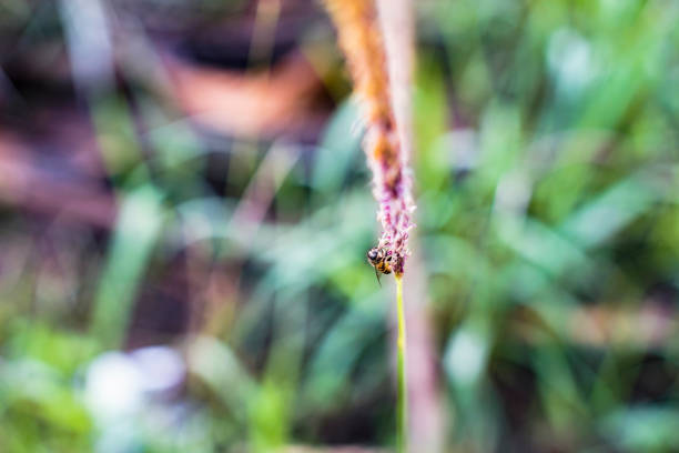 bees take the starch flower essence
