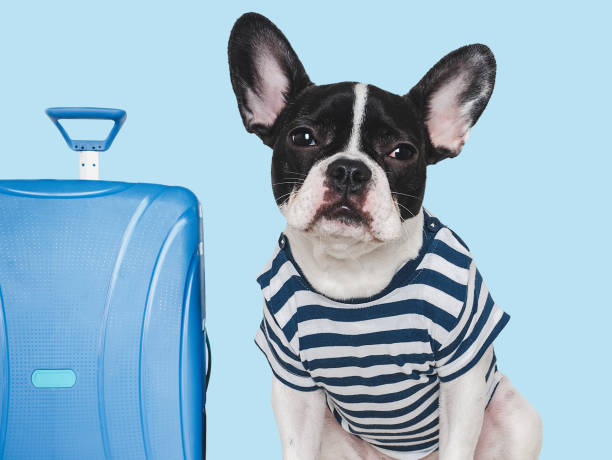 istock Lovable, pretty puppy and blue suitcase. Travel preparation 2030672302