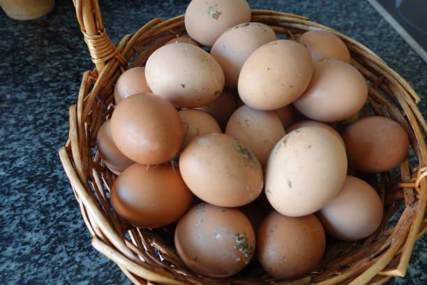 istock basket full of freshly caught homemade chicken eggs 2030674933