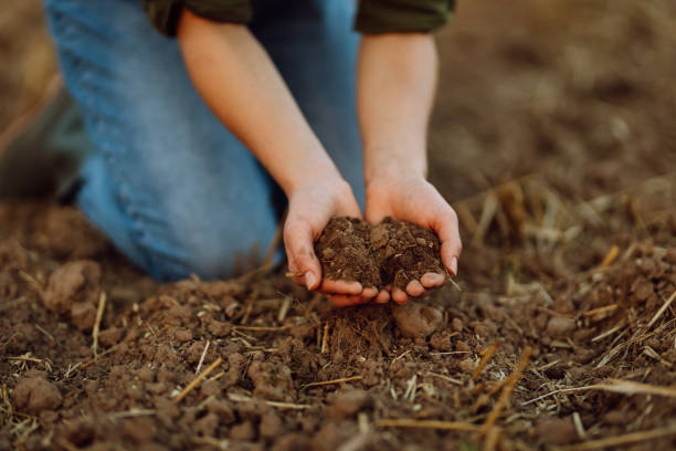 istock Farmer holding soil in hands close-up. 2030674964