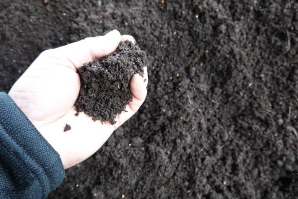 istock man holds some potting soil in a fist. potting soil 2030675475
