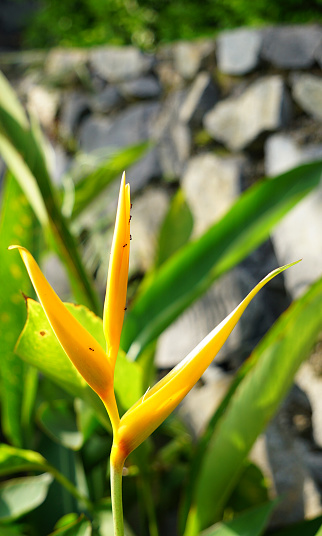 Close up photo of yellow Heliconia psittacorum flower with ants climbing on