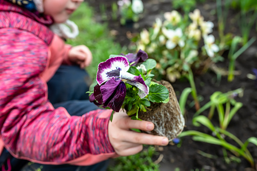 Pansies in the hands of a farmer's child when transplanted to a flower bed.