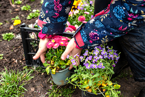 Perennial flowers in a basket, ready for transplanting to a flower bed in the spring. garden flowers in a well-kept yard