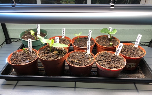 Nine flower pots with seedlings under lights