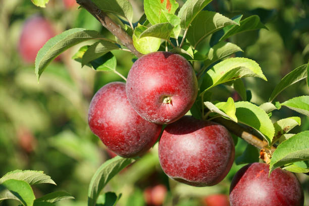 istock red apples on the tree in harvest season 2030727758