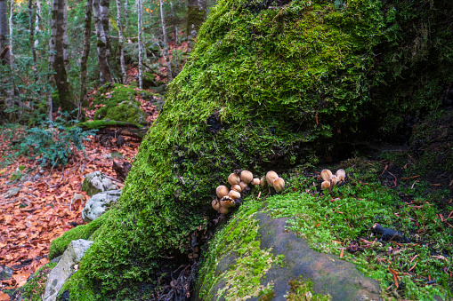 Mushroom season in the forest in autumn. Ordesa and Monte Perdido National Park in Huesca, Aragon, Spain