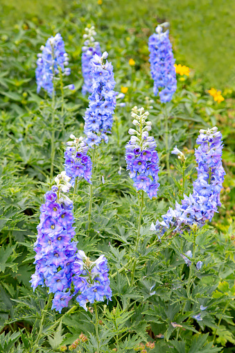 Blooming delphinium in the garden