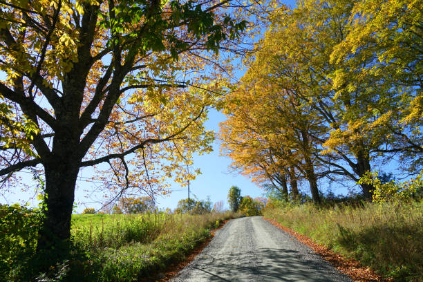 autumn trees and rural country road