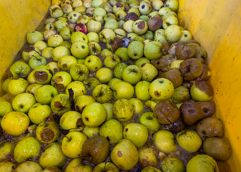 A box of waste, rotten and spoiled apples unsuitable for further processing. Pre-sorting boxes in a fruit wholesaler on the production line. Quality control of golden delicious apples.