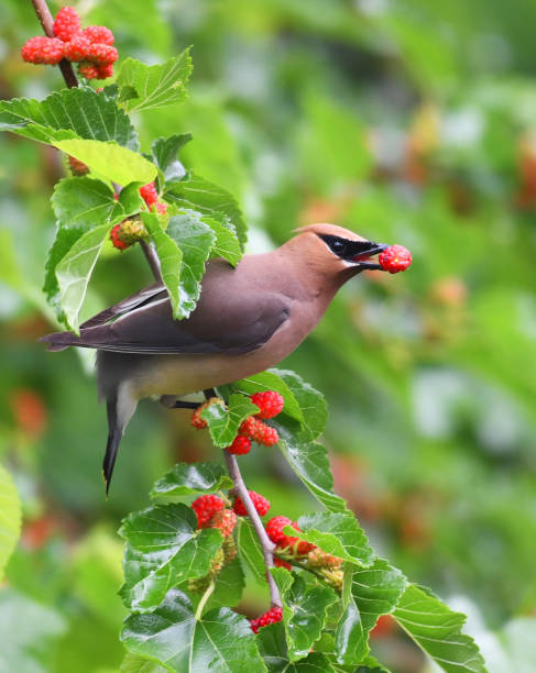 istock cedar waxwing bird swallowing mulberry fruit on the tree 2030738411