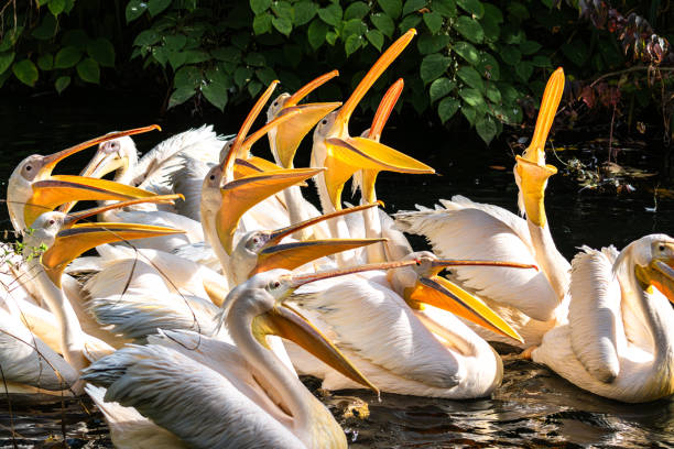 istock Great White Pelican, Pelecanus onocrotalus in a park 2030741562