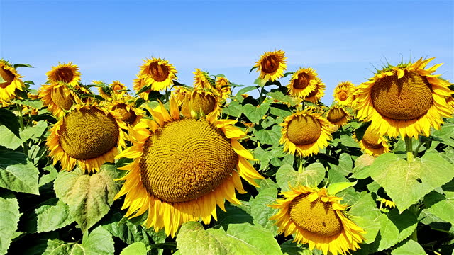 Huge sunflower plantation on a sunny day