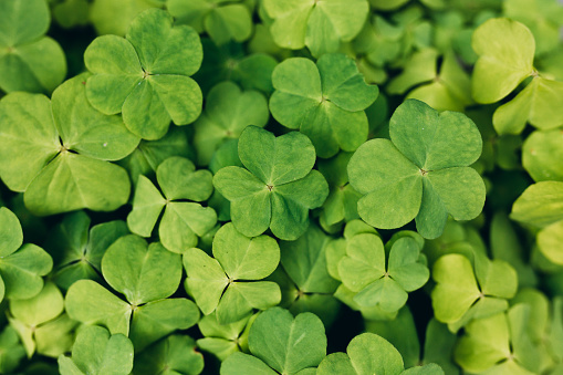 Green clovers leaf, nature background