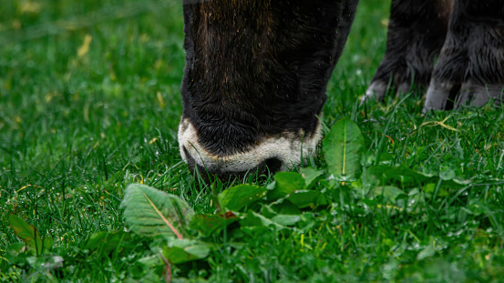 A cow grazing green grass freely