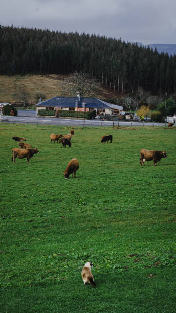 A group of cows grazing and a cat observes nature from a distance
