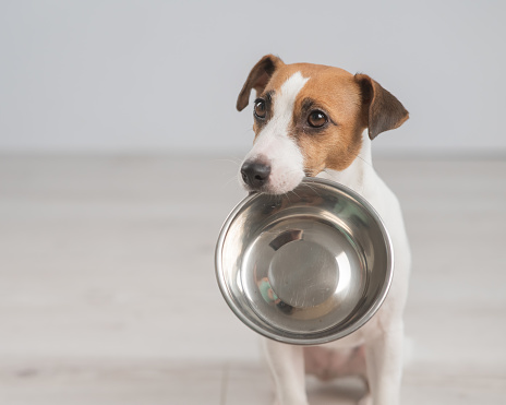 Portrait of a Jack Russell Terrier dog holding an empty bowl