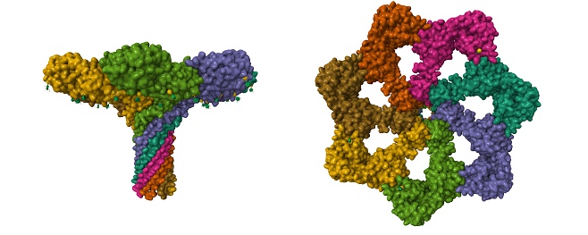 3D cartoon and Gaussian surface models in perpendicular projections. PDB 3w9t, chain id color scheme, white background.