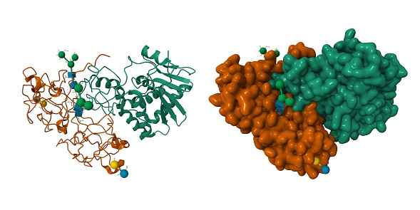 3D cartoon and Gaussian surface models. PDB 2aai, white background.