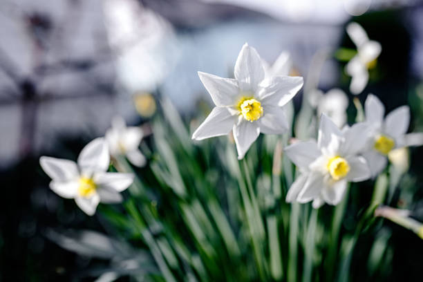 White daffodils on a green meadow in the spring.