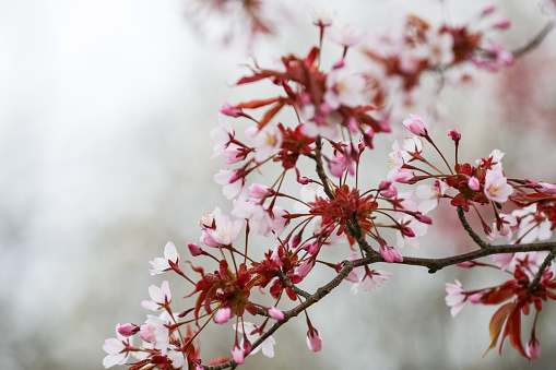 Prunus nipponica, also called Japanese alpine cherry  is a shrub which originates from the islands of Hokkaido and Honshu, Japan.