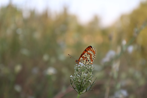 A butterfly melitaea didyma on a daucus carota flower in Summer at sunset