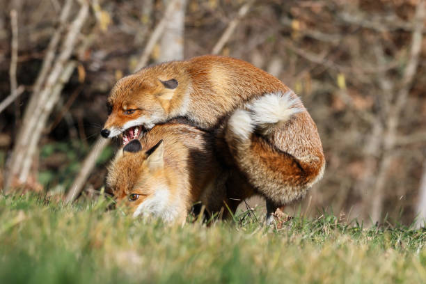 The tale of the red fox
