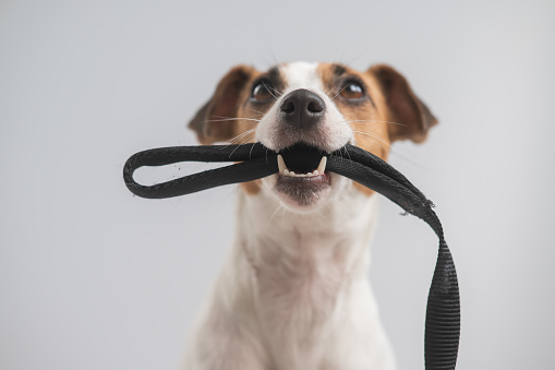 Portrait of a Jack Russell Terrier dog holding a leash on a white background