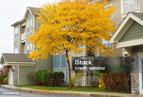 yellow autumn trees in front of apartment in residential area